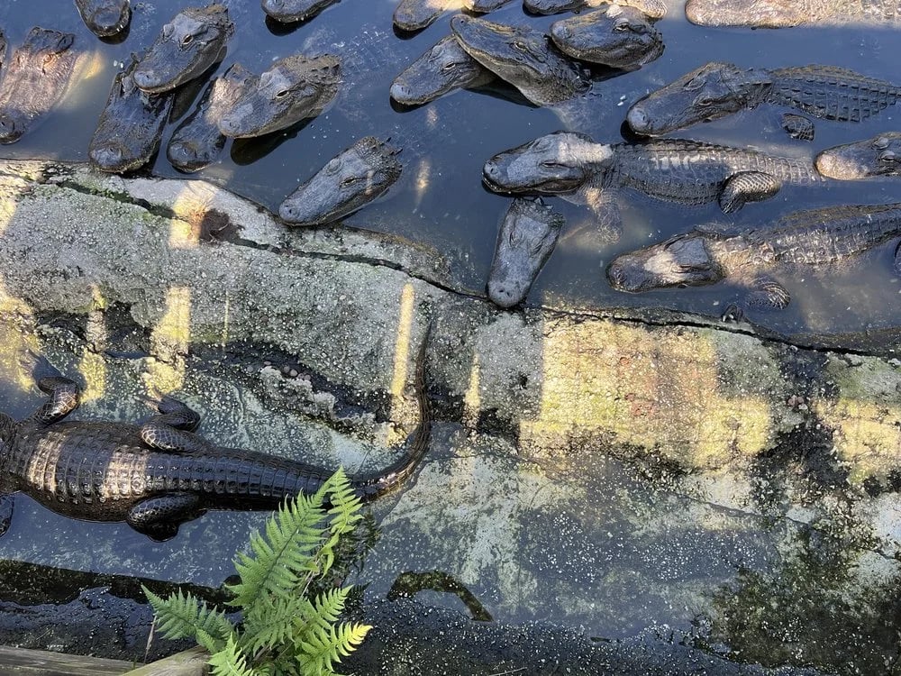 Croc Encounters image