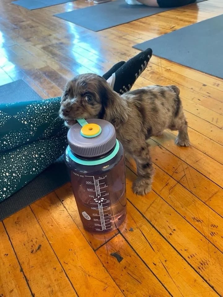 The Puppy Sphere image