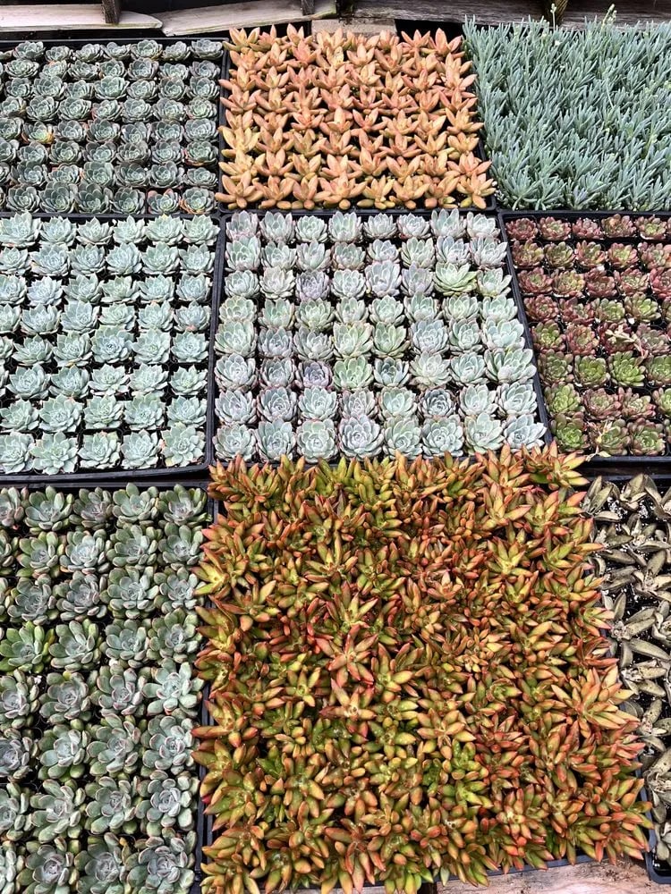 Rooted Treasures Succulents image