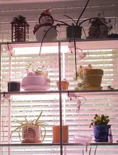 Urban Sprouts