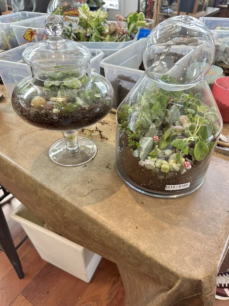 Roosevelt's Terrariums image