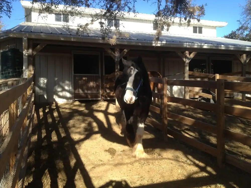 Texas Trail Rides image