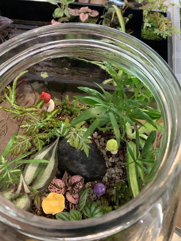 Roosevelt's Terrariums image