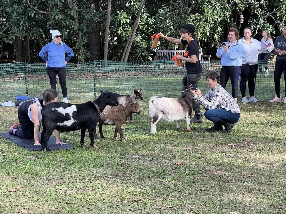 Hello Critter Goat Yoga image