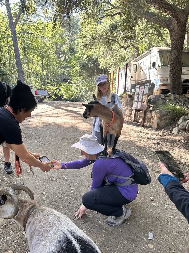 Hello Critter Goat Yoga image