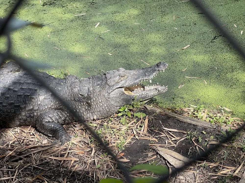 Croc Encounters image