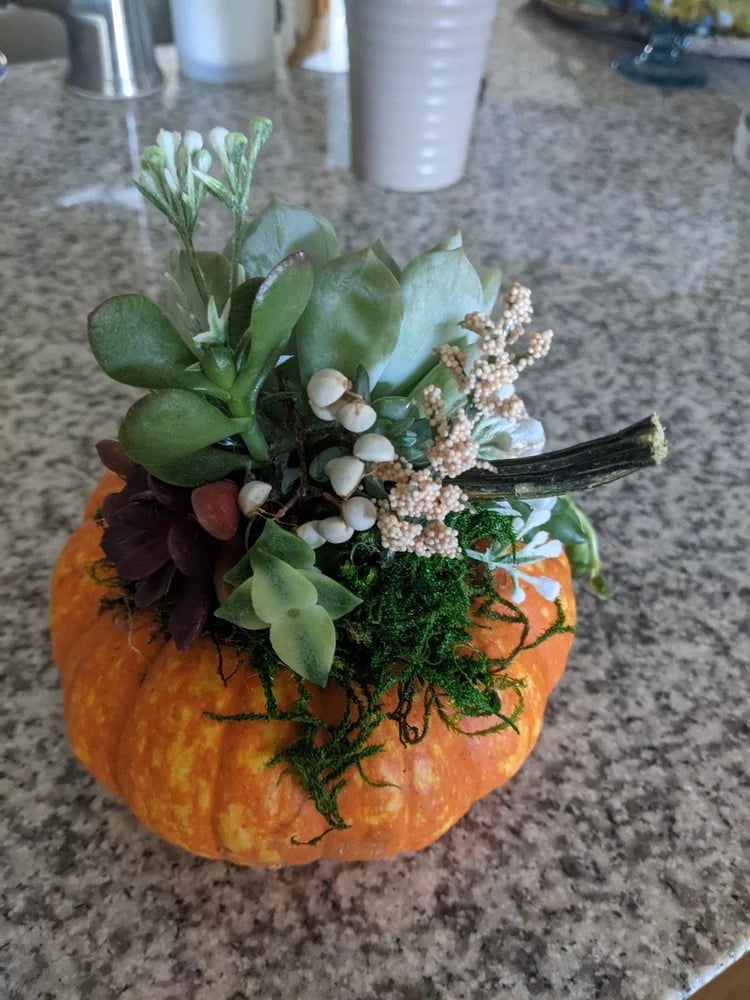 Rooted Treasures Succulents image
