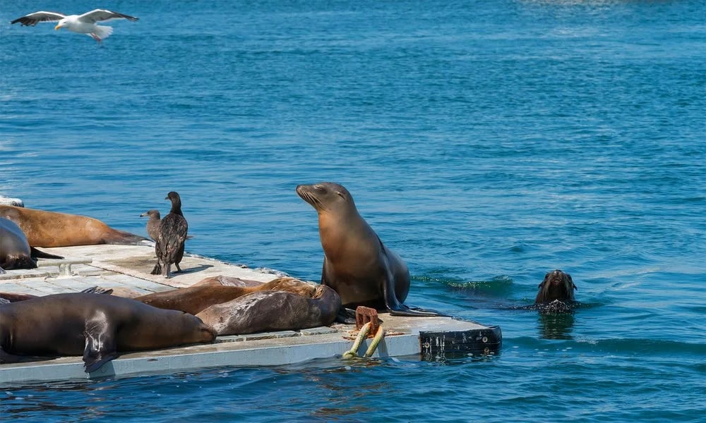 San Diego Seal Tour image
