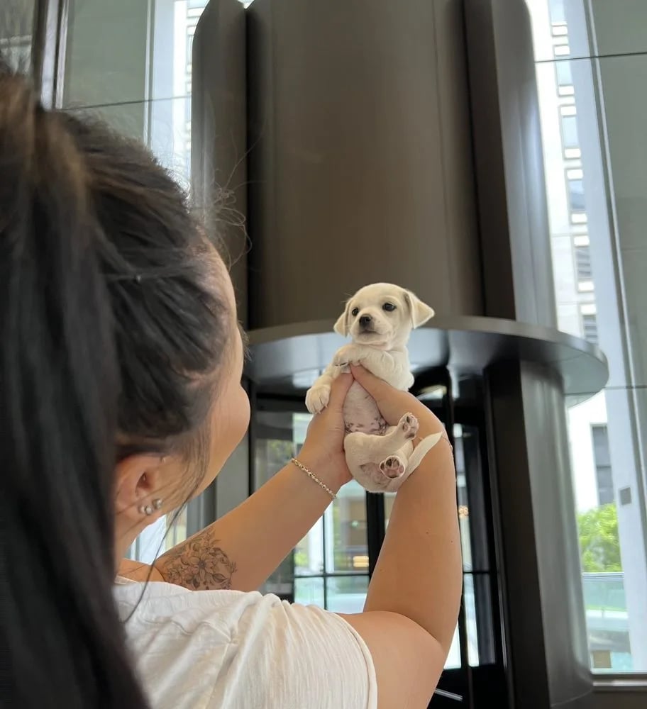 Puppy Love image