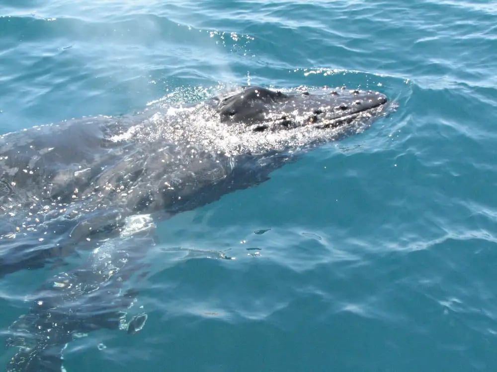 San Diego Whale Watch image