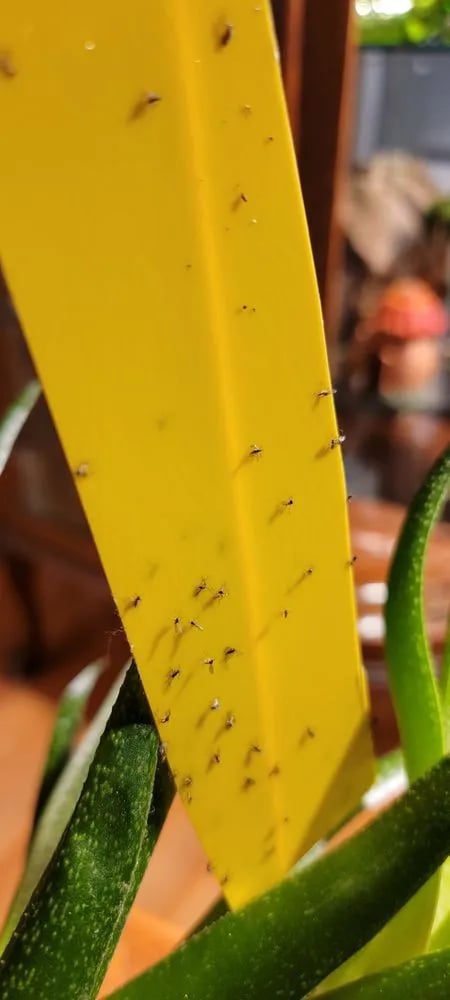 Urban Sprouts image