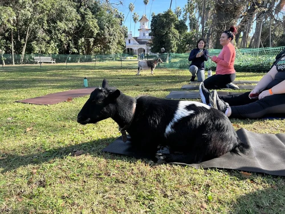 Hello Critter Goat Yoga image