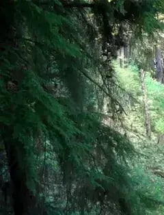The Bellevue Challenge Course