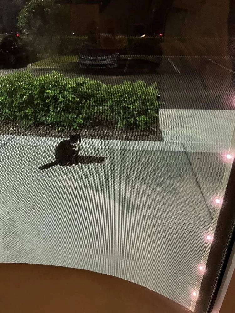 A Harrowing Escape image