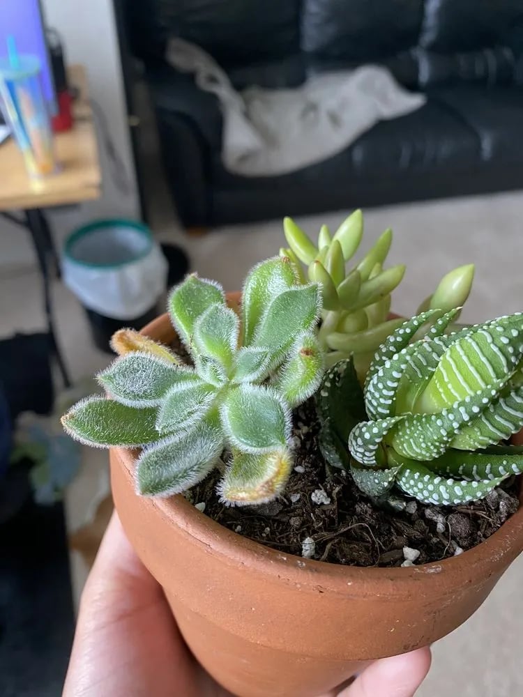Urban Sprouts image