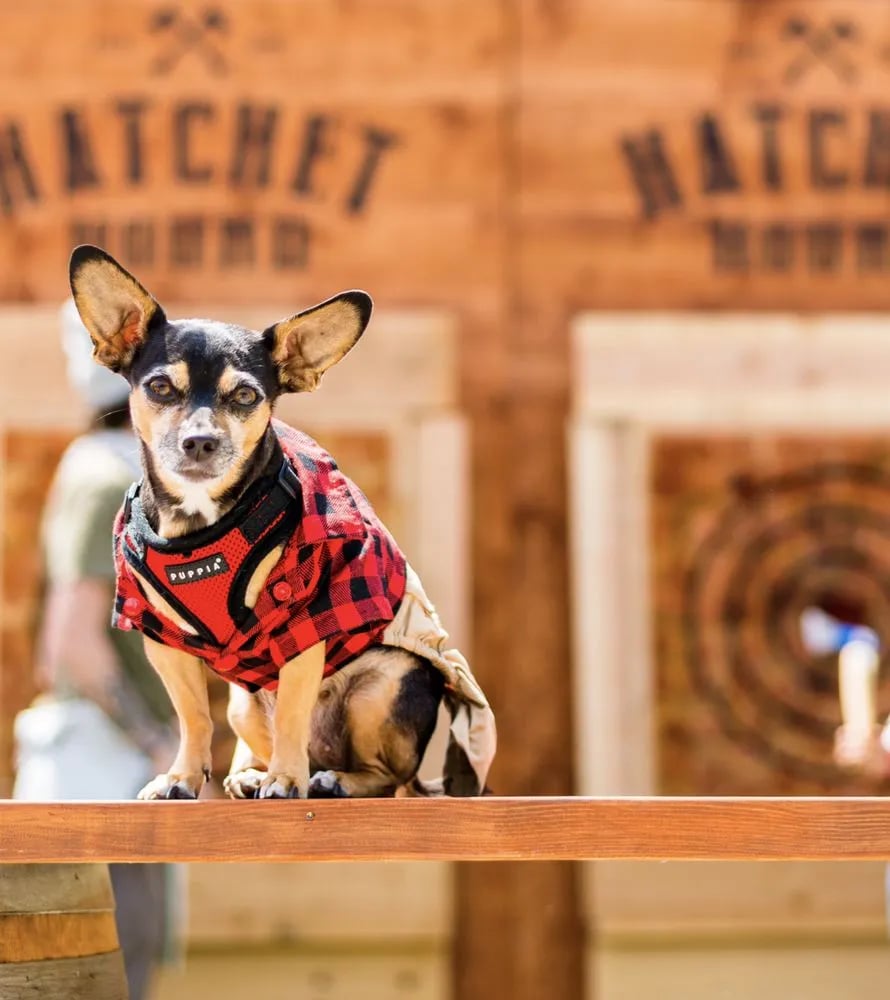 Hatchet Hound image