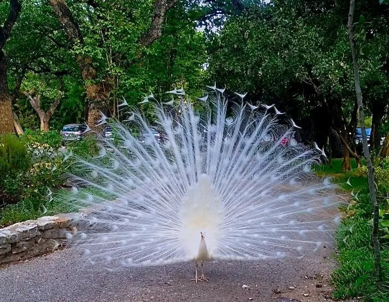 Texas Bike Tours image