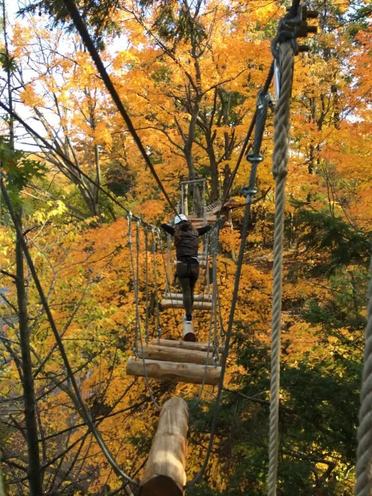 Treetop Trekking image