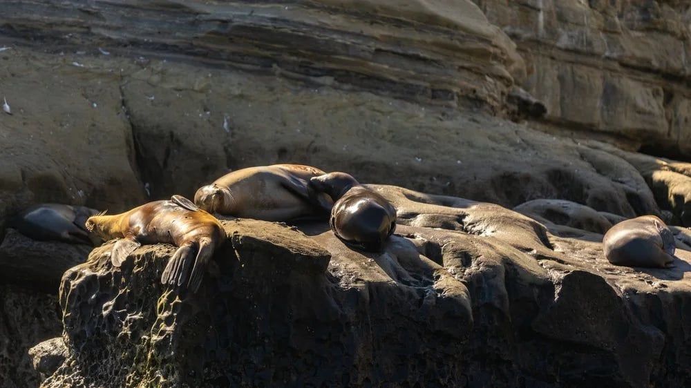La Jolla Kayak image