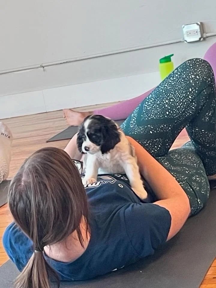 The Puppy Sphere image