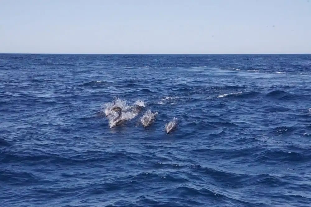 San Diego Whale Watch image