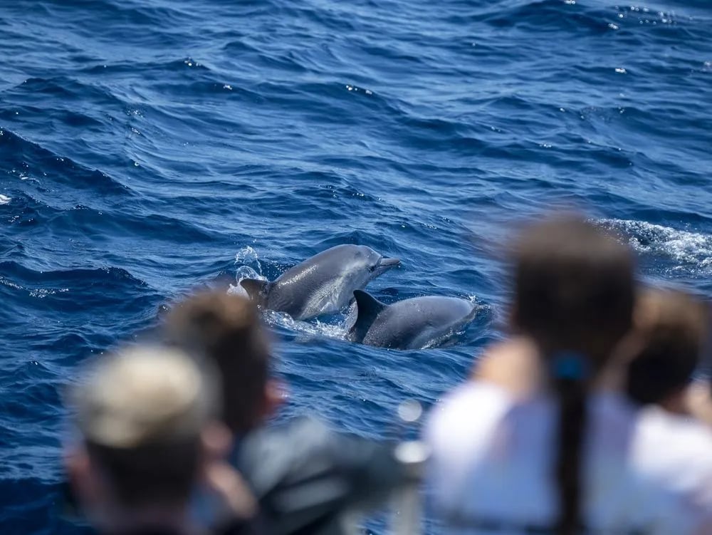 San Diego Whale Watch image