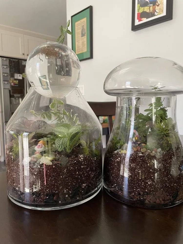 Roosevelt's Terrariums image