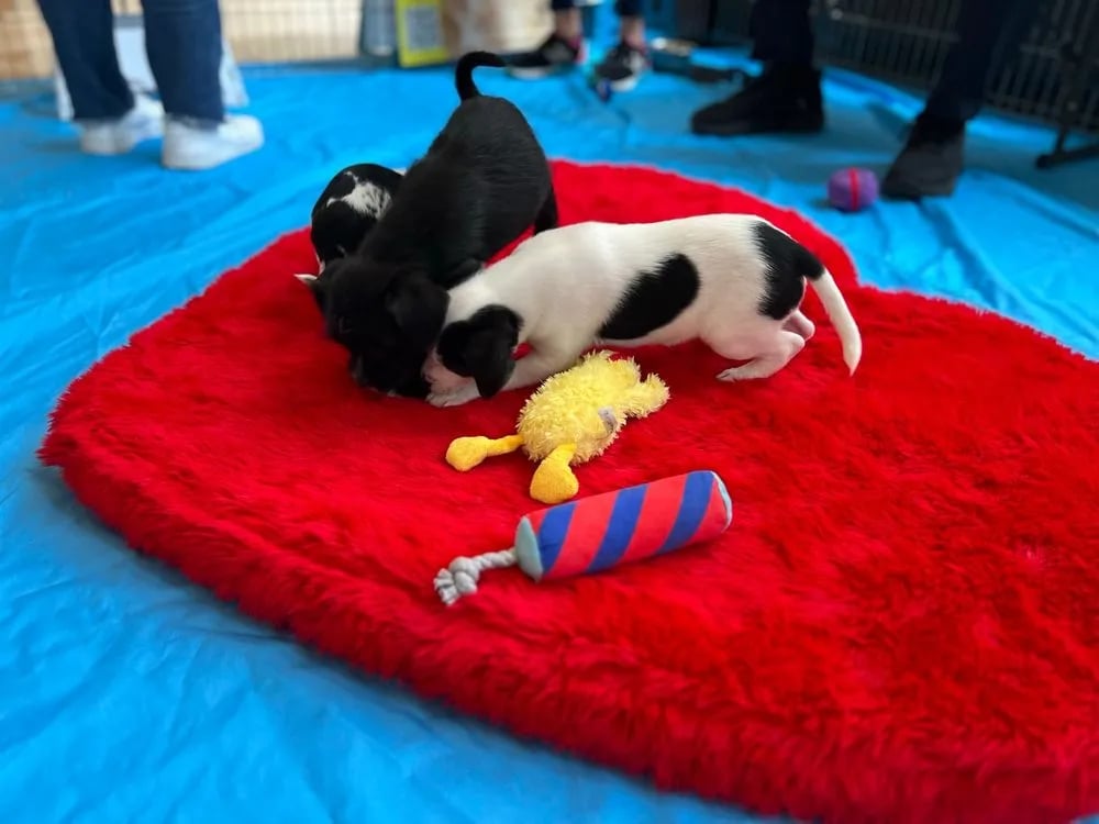 Puppy Love image