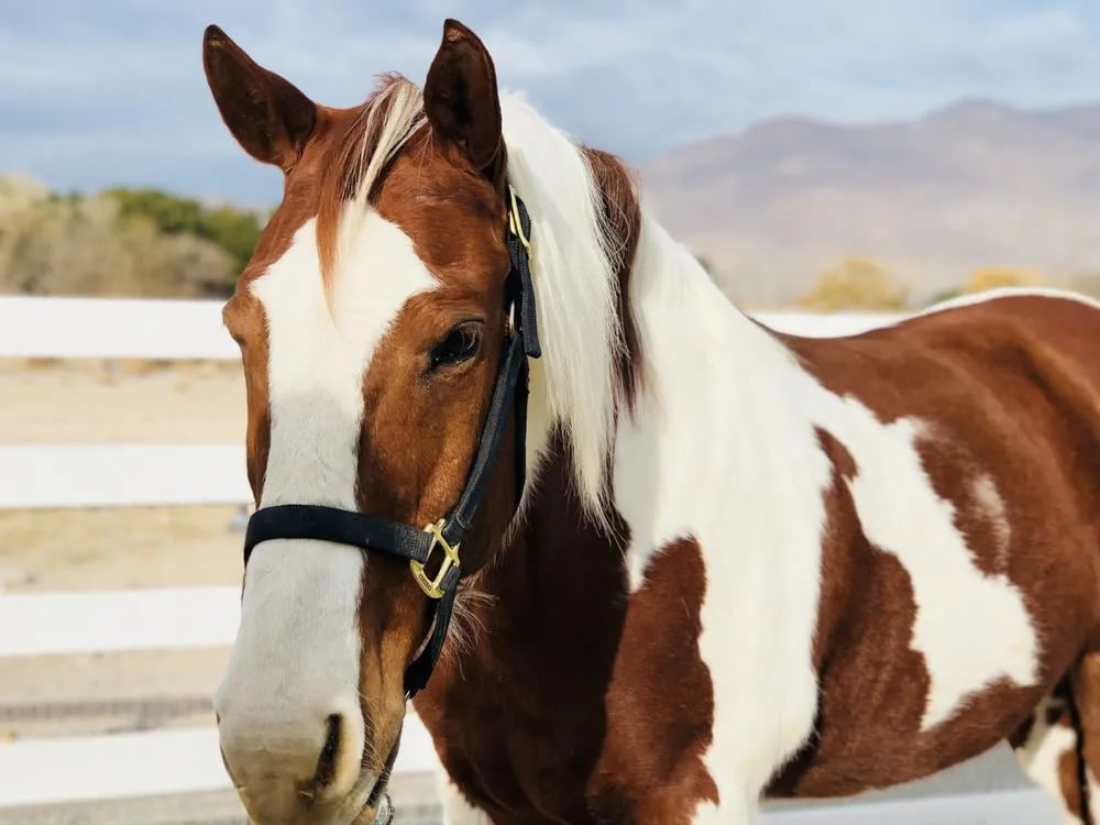 Horses4Heroes' The Ranch image