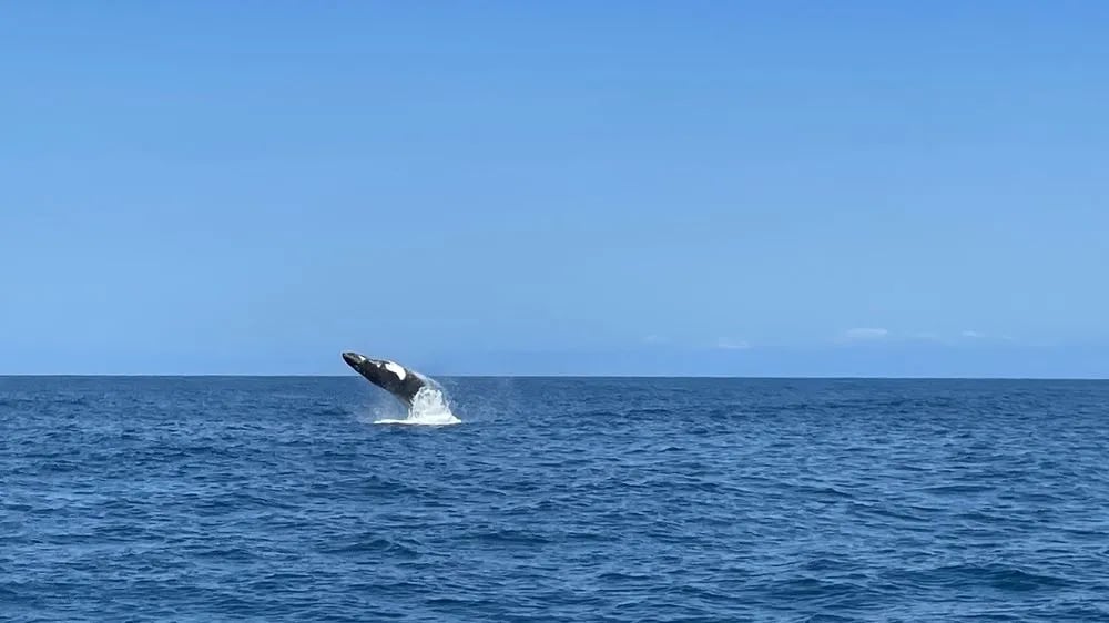 Next Level Sailing image