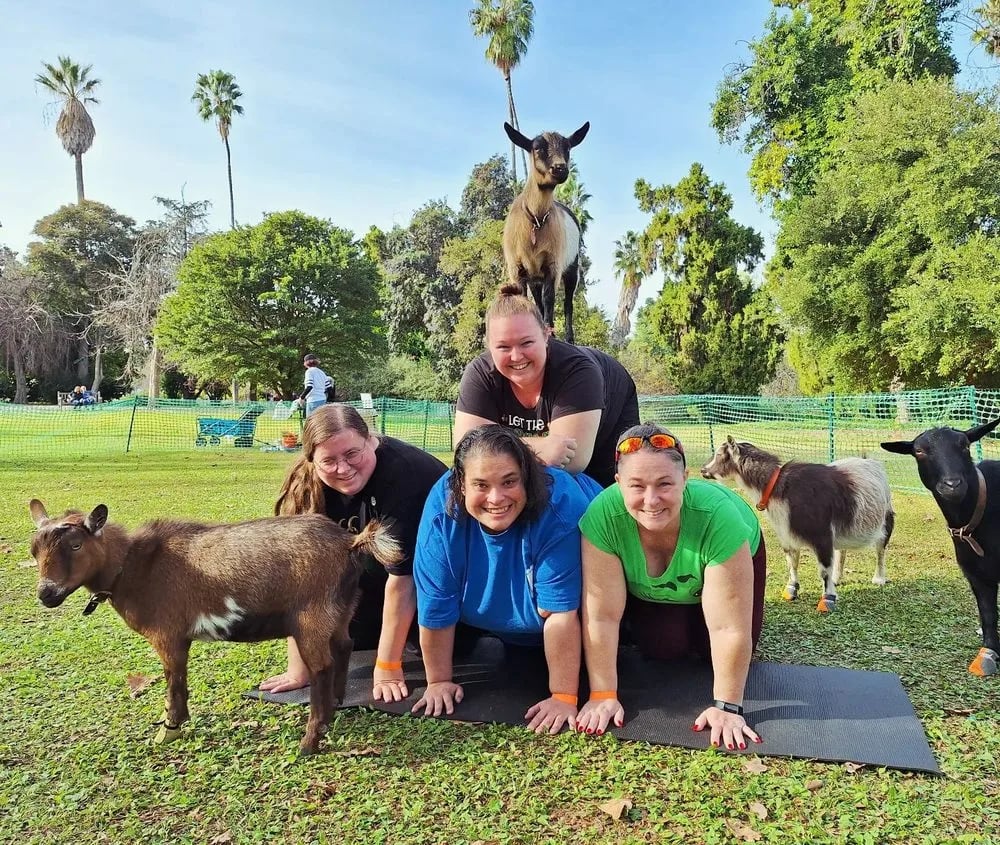 Hello Critter Goat Yoga image