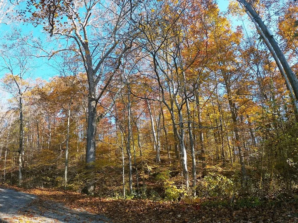 Hachland Hill image
