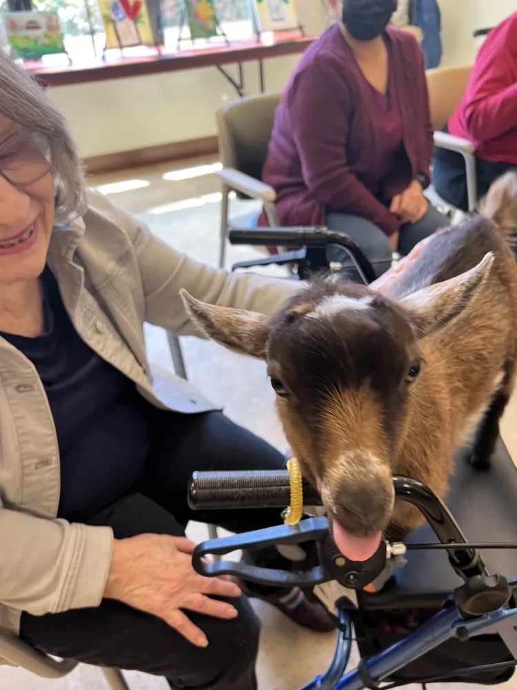 Hello Critter Goat Yoga image