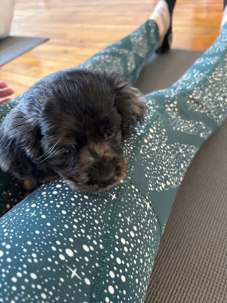 The Puppy Sphere image