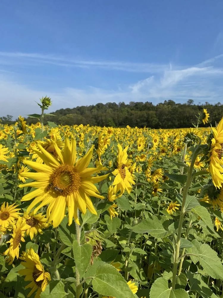 Gorman Heritage Farm image