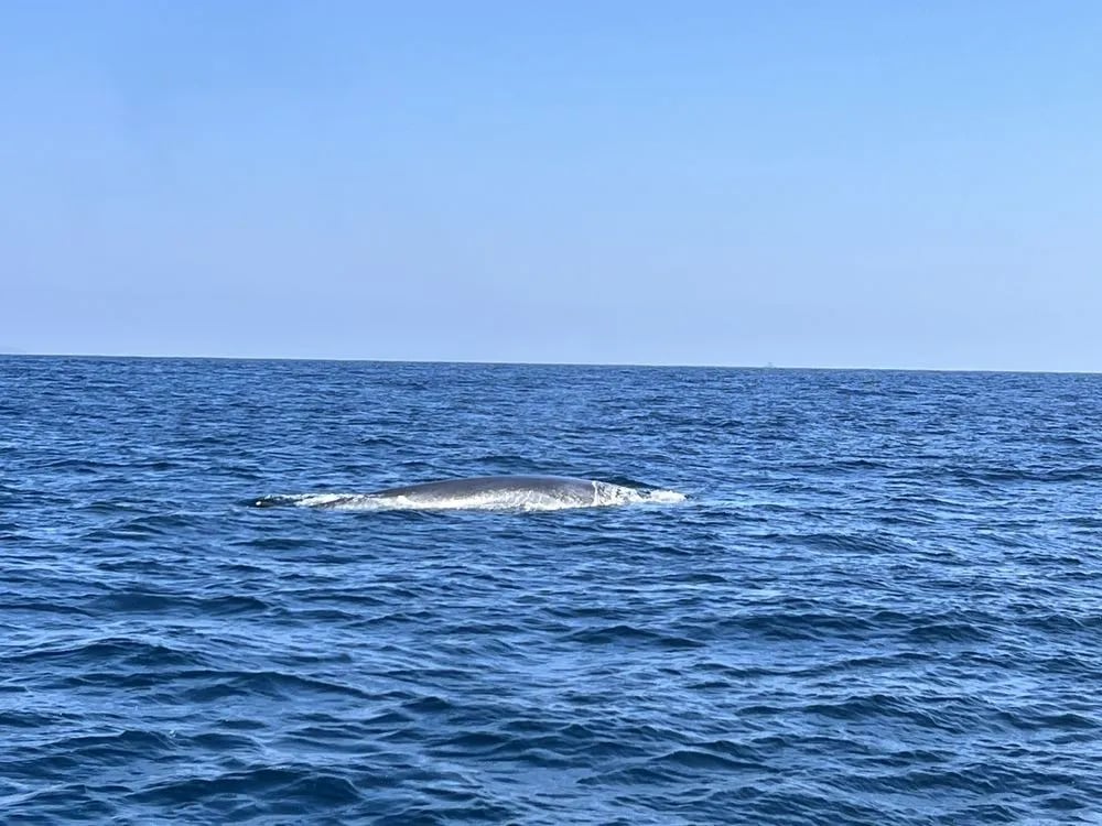San Diego Whale Watch image