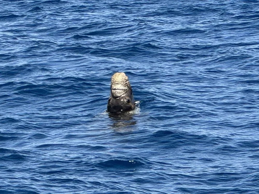 San Diego Whale Watch image