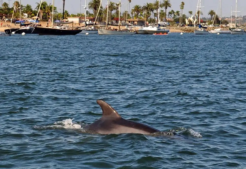 San Diego Seal Tour image