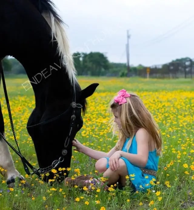 Texas Trail Rides image