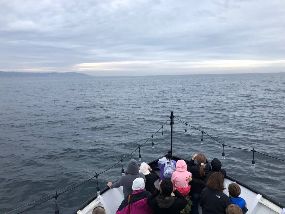 San Diego Whale Watch image