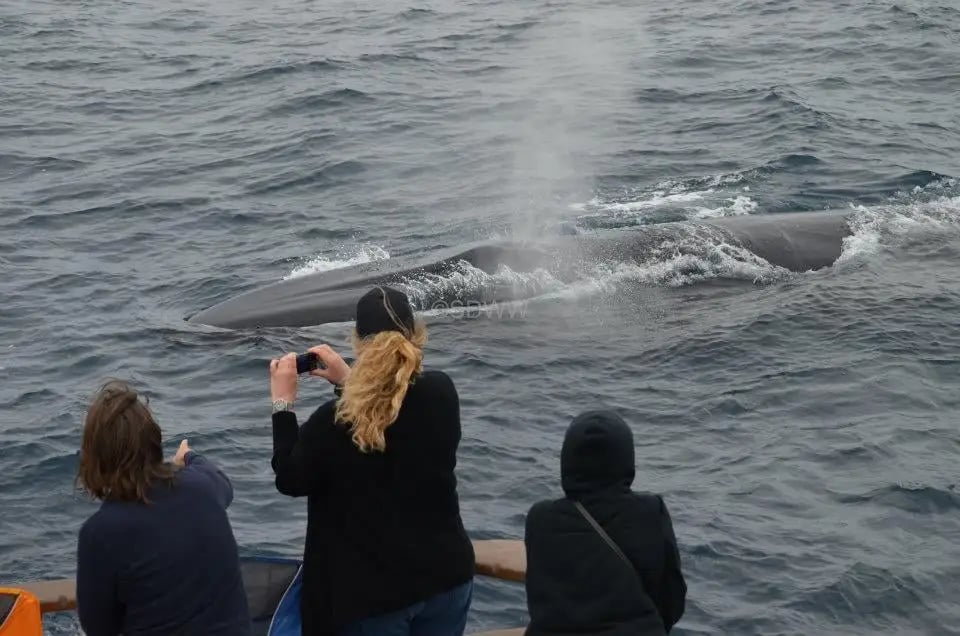 San Diego Whale Watch image