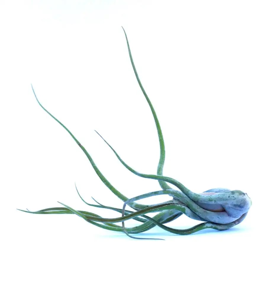 Flourish Workshops image