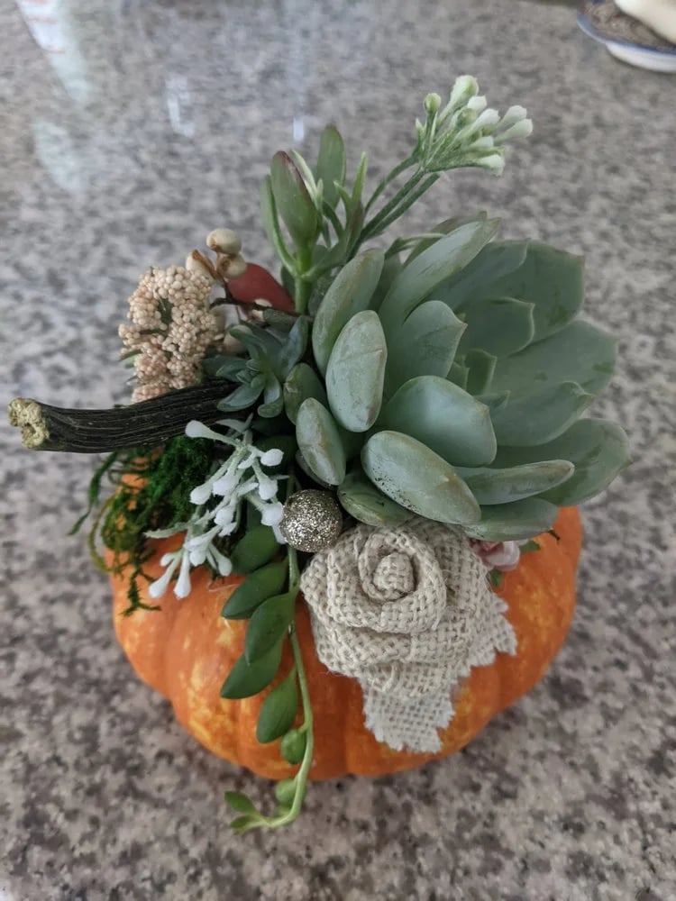 Rooted Treasures Succulents image