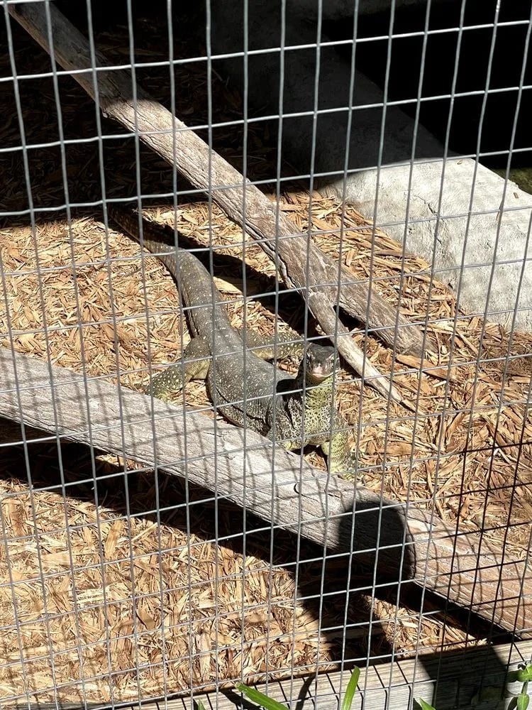 Croc Encounters image