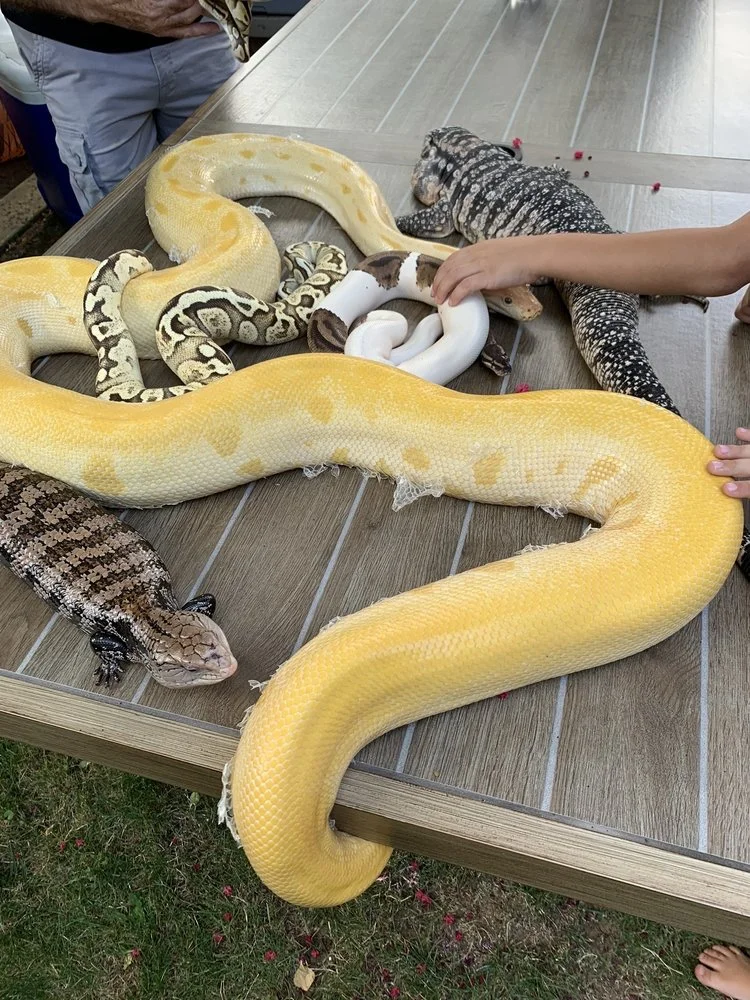 For Goodness Snakes image