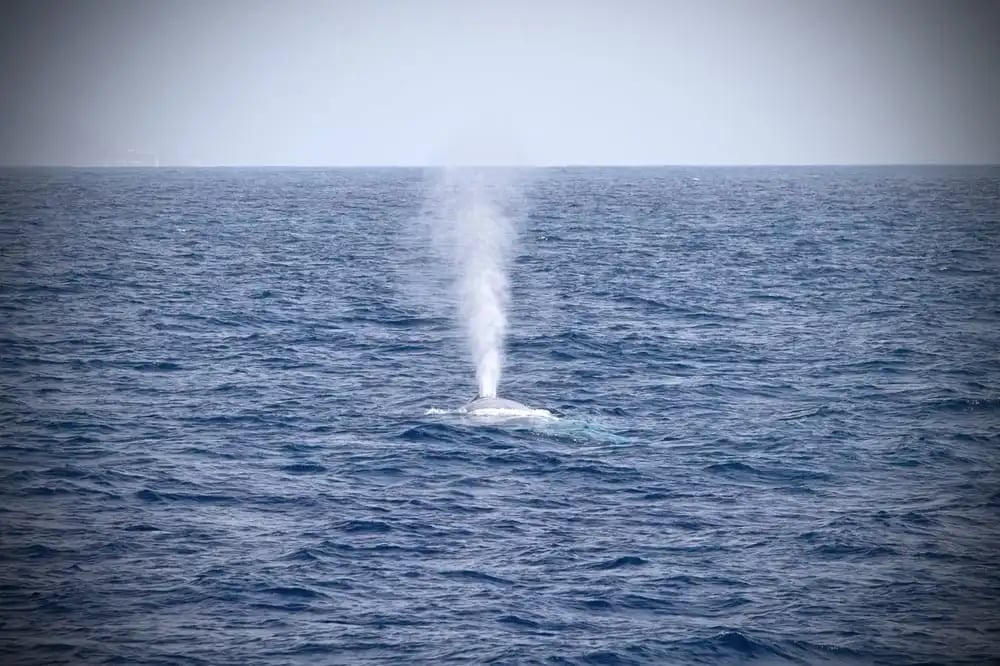 San Diego Whale Watch image
