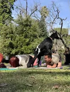 Hello Critter Goat Yoga