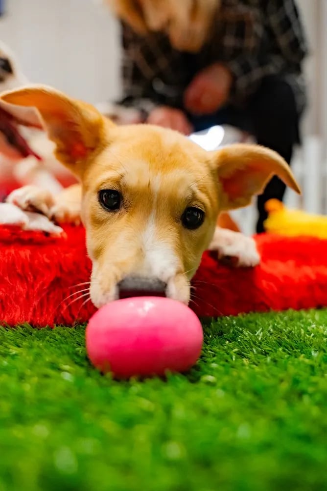 Puppy Love image