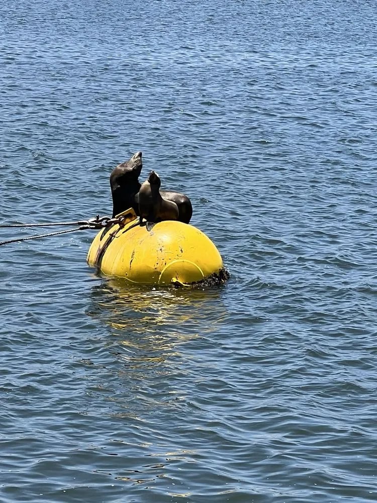 San Diego Whale Watch image