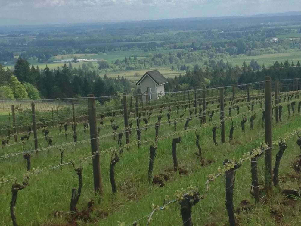 Oregon Wine Guides image